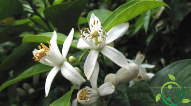 Olio Essenziale di Neroli