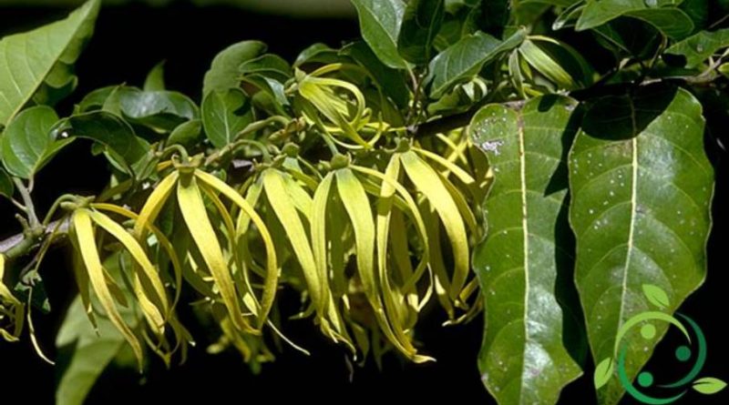 Olio essenziale di Ylang Ylang