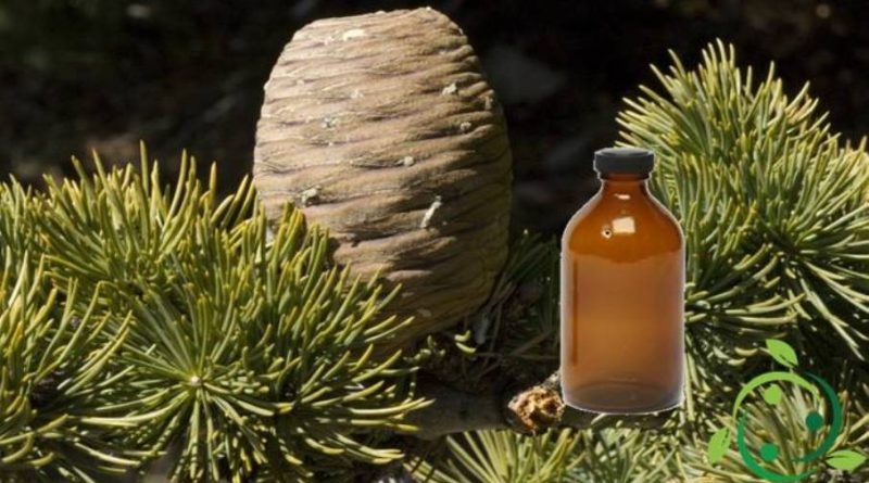 Olio essenziale di Legno di Cedro – Usi e proprietà