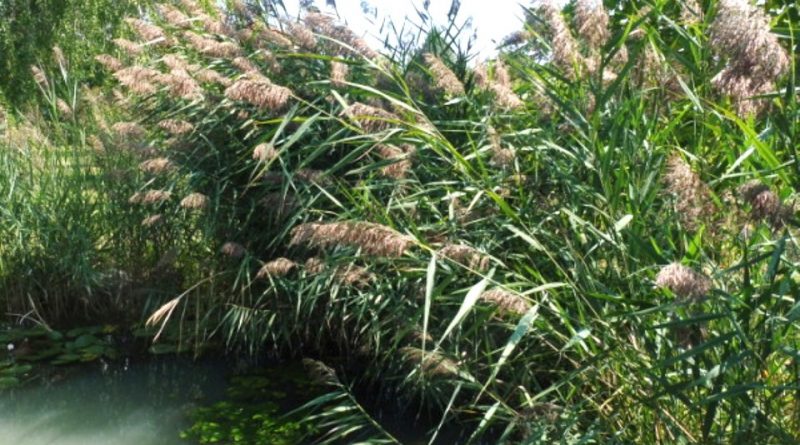 Phragmites australis