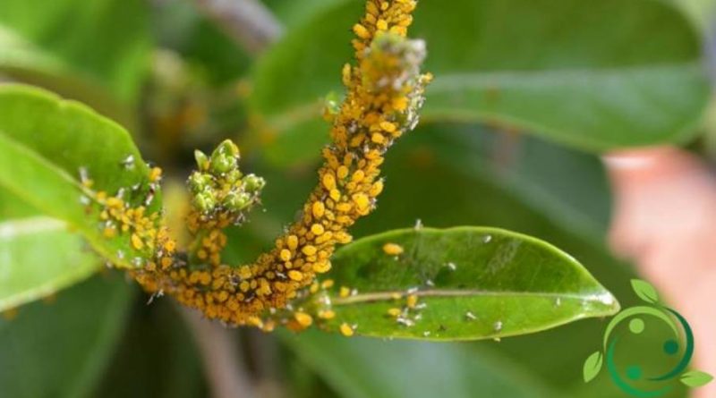 Sapone di Castiglia contro afidi e cocciniglie