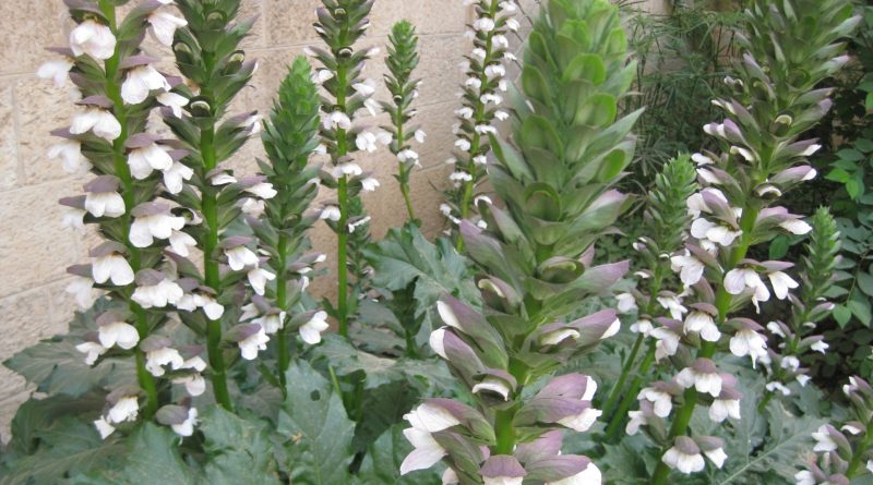 Acanthus mollis