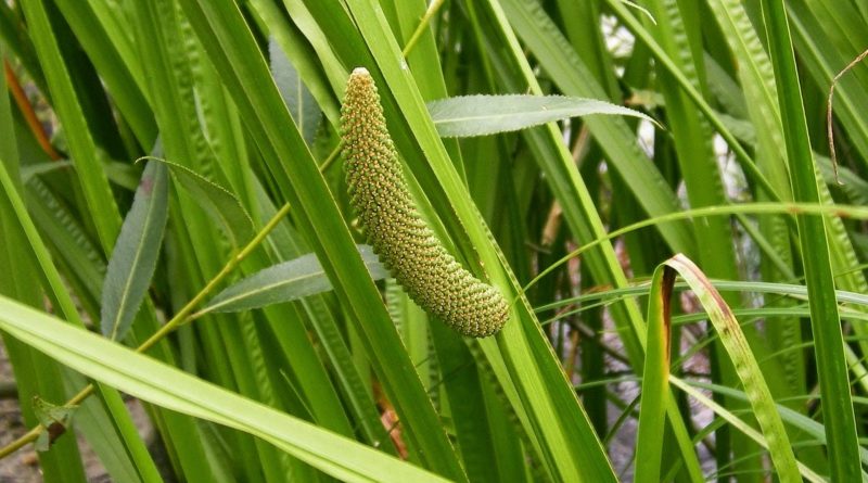 Acorus calamus: Sistematica, Etimologia, Habitat e descrizione