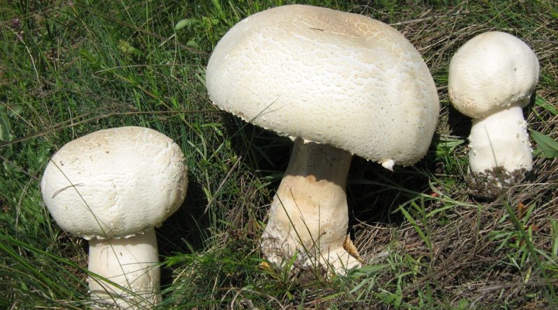 Agaricus albertii