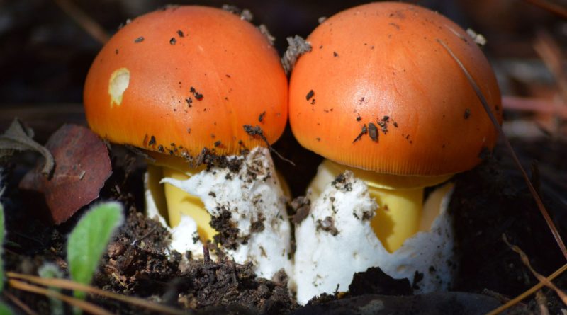 Amanita caesarea