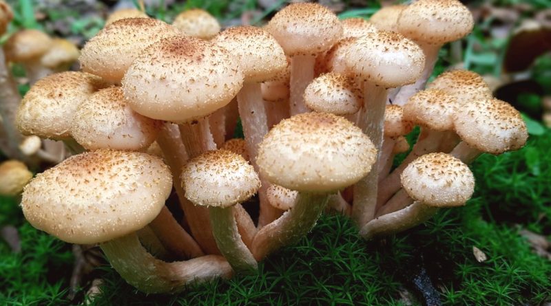 Armillaria mellea