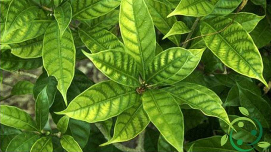 Role of manganese in plants deficiencies and excesses