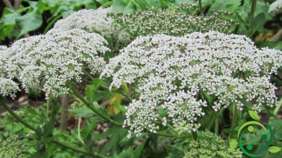 How to grow Angelica technique, tips and uses