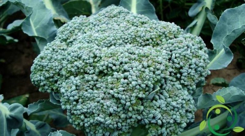 Come coltivare i broccoli in maniera biologica