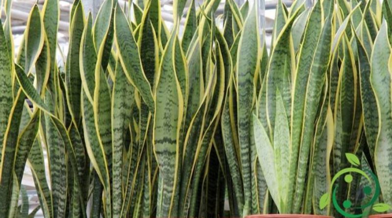 Come coltivare la Sansevieria