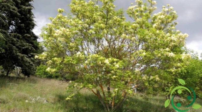 Come coltivare l'albero della manna