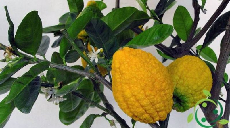 Come coltivare il cedro