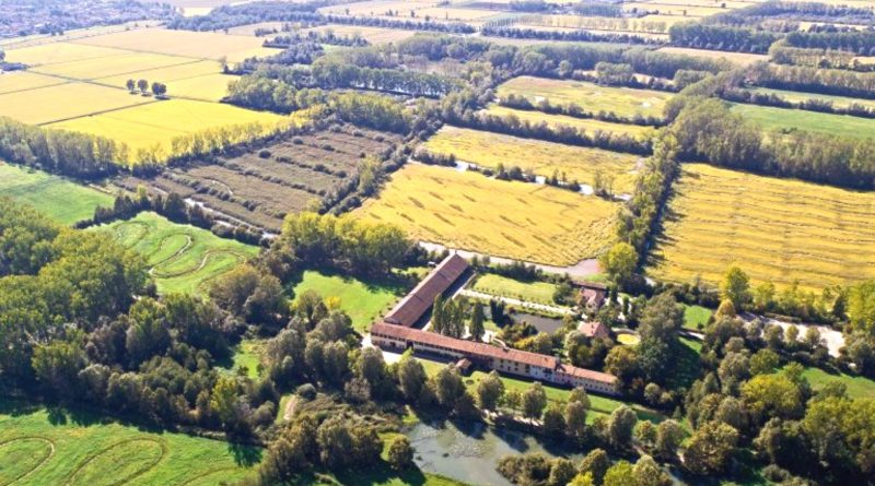 fiori nei vostri campi di grano