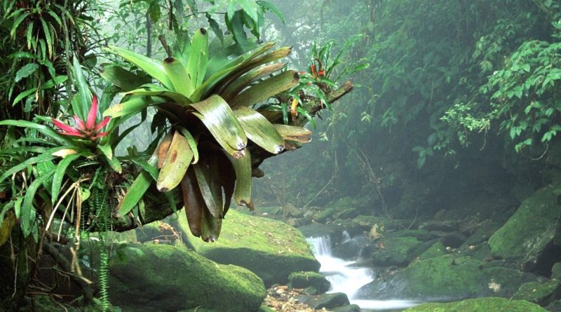 Foresta tropicale di Sumatra
