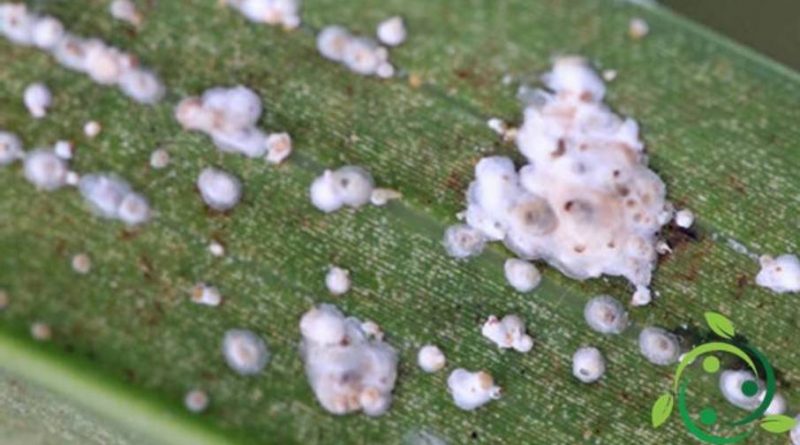 Come combattere la cocciniglia bianca del limone