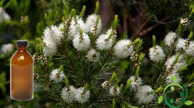 Olio essenziale di Tea Tre