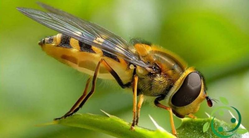 Ruolo ecologico dei Sirfidi