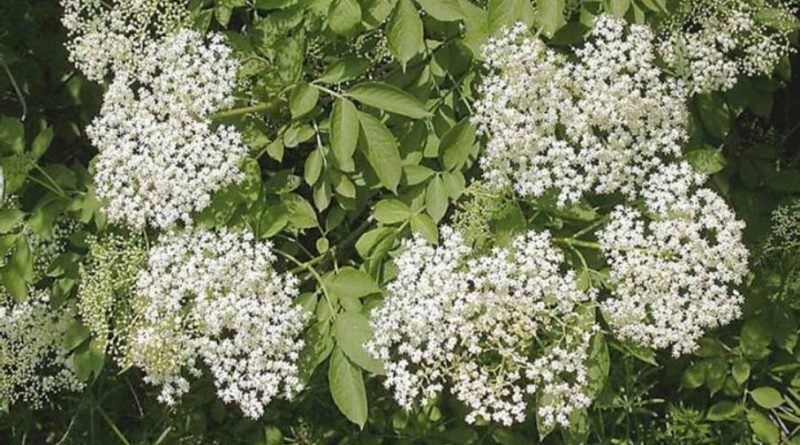 Sambucus nigra