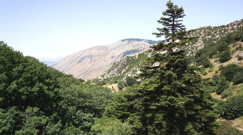 Abies nebrodensis