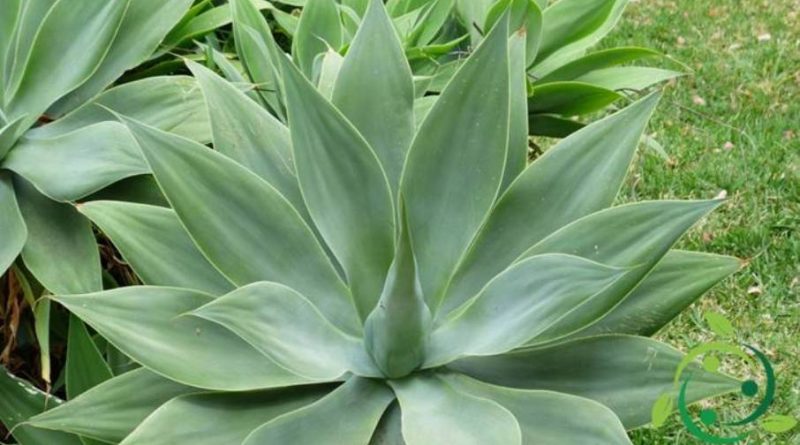 Agave, proprietà ed usi