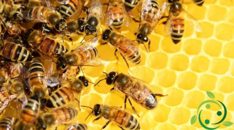 Come allevare le api