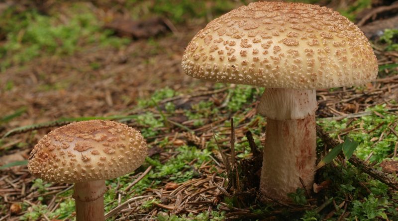 Amanita rubescens