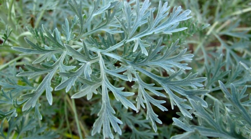 Artemisia absinthium