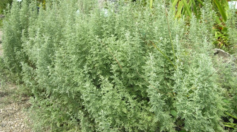 Artemisia pontica