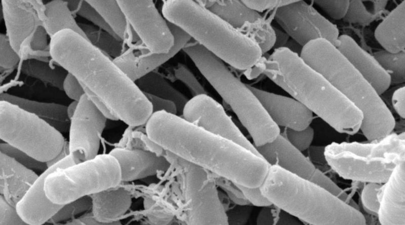 Bacillus thuringiensis, lotta biologica ed avvertenze