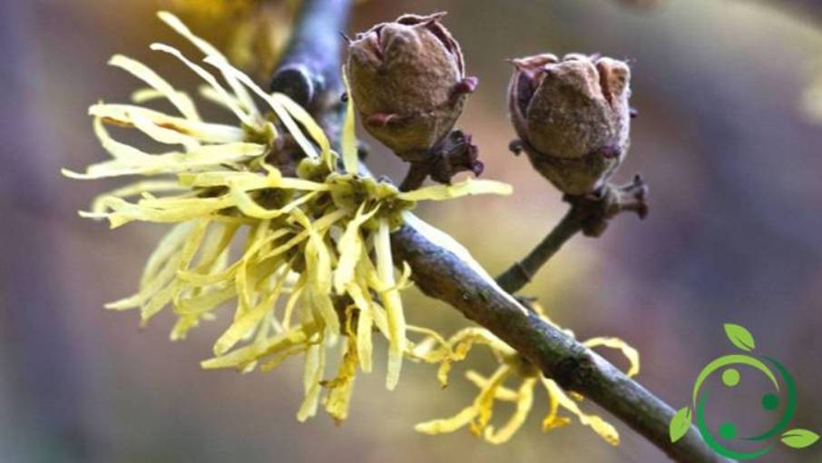 How to grow witch hazel: technique in the garden and in pots ...