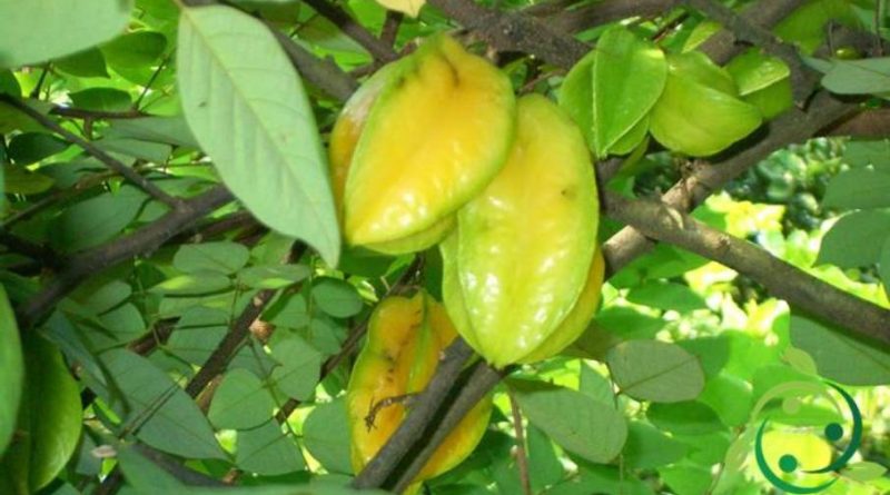 Come coltivare la Carambola