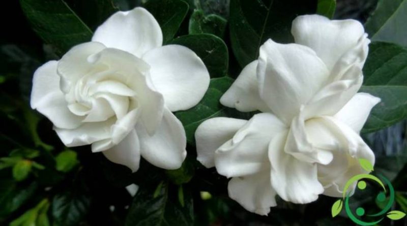 Come coltivare la Gardenia