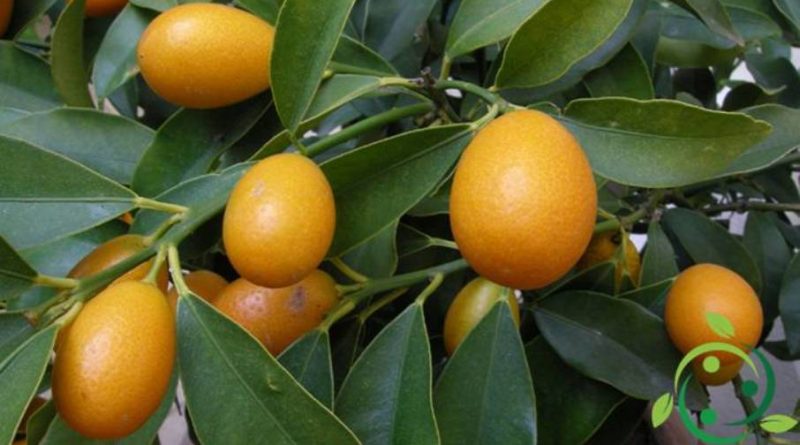 Come coltivare il Kumquat