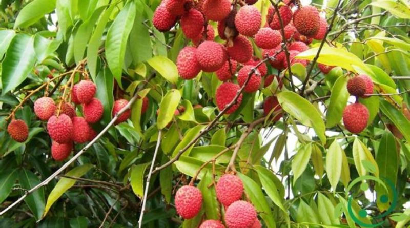 Come coltivare il Litchi