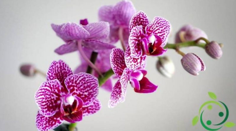 Come coltivare le Orchidee in casa