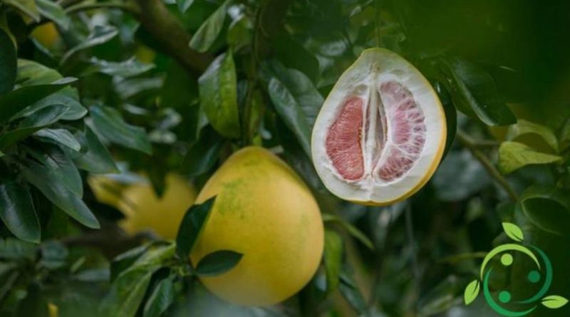 Come coltivare il pomelo