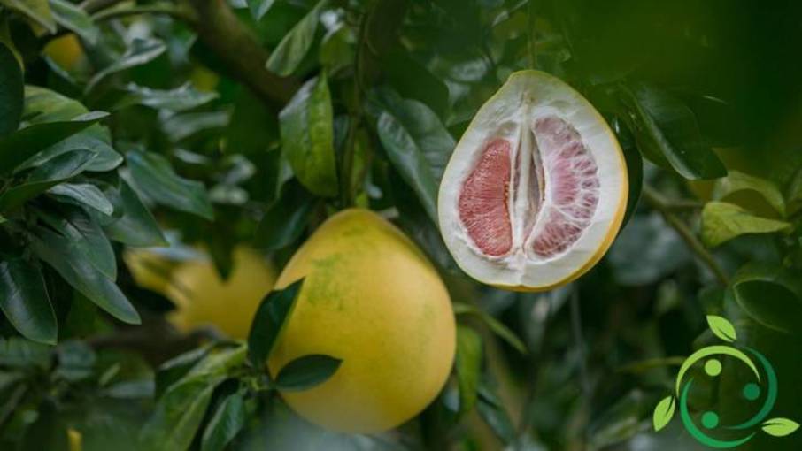 Cómo cultivar pomelo origen, técnica de cultivo y usos.