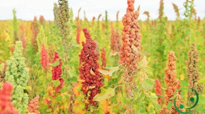 Come coltivare la Quinoa