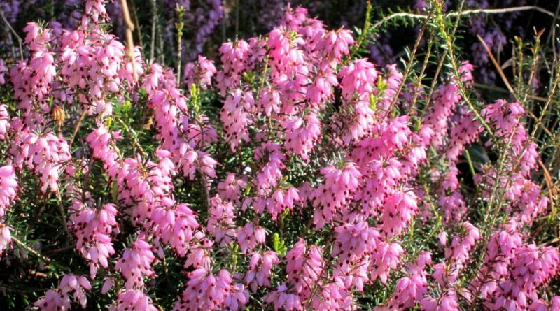 Erica carnea