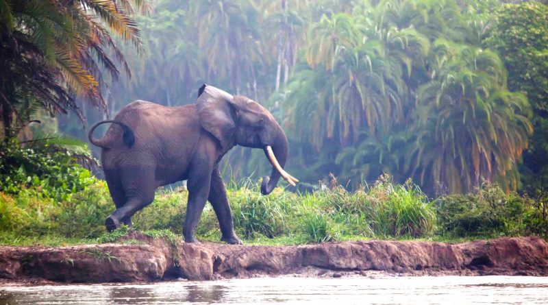 Foresta Pluviale del Congo