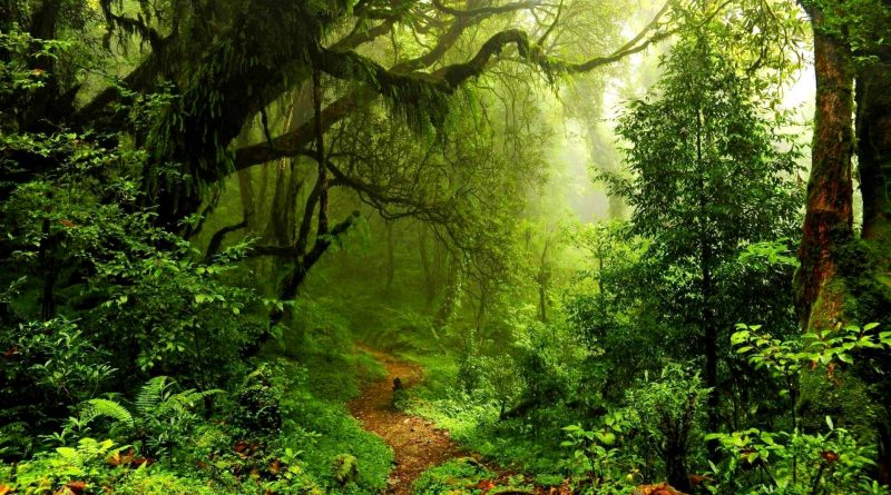 Foresta pluviale dell'Amazzonia