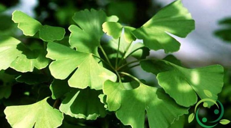 Ginkgo biloba e le sue proprietà