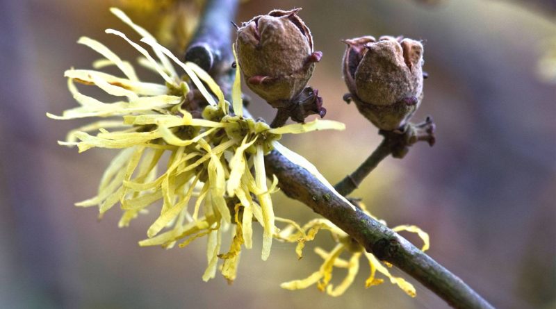 Hamamelis virginiana