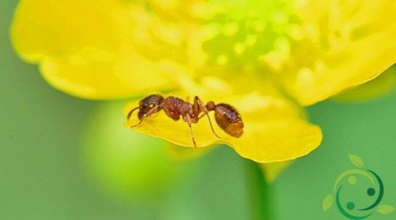 Ruolo ecologico delle formiche