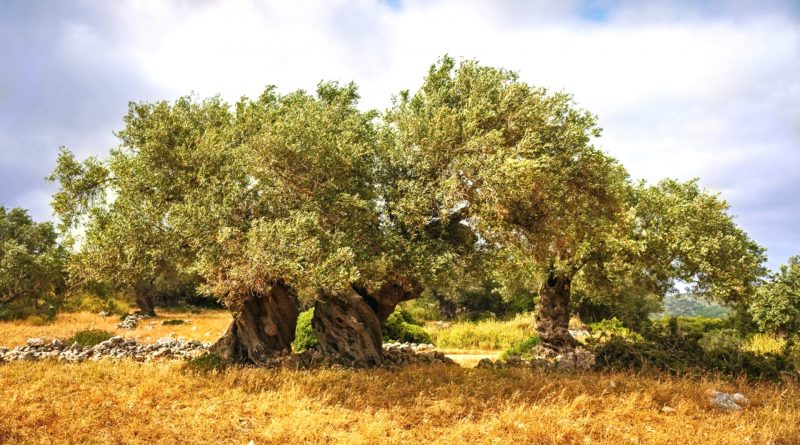 Dossier sulla Xylella – Gravissimo atto di oscurantismo scientifico