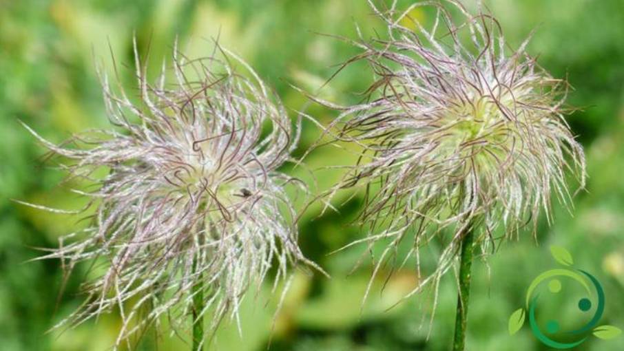 Achene: characteristics, morphology and functions of this fruit ...