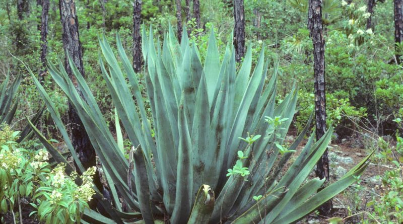 Agave sisalana