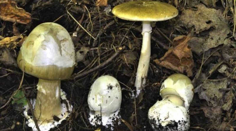 Amanita phalloides