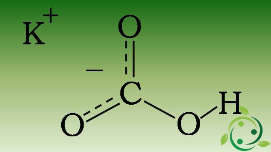 Potassium bicarbonate as a natural fungicide action ed