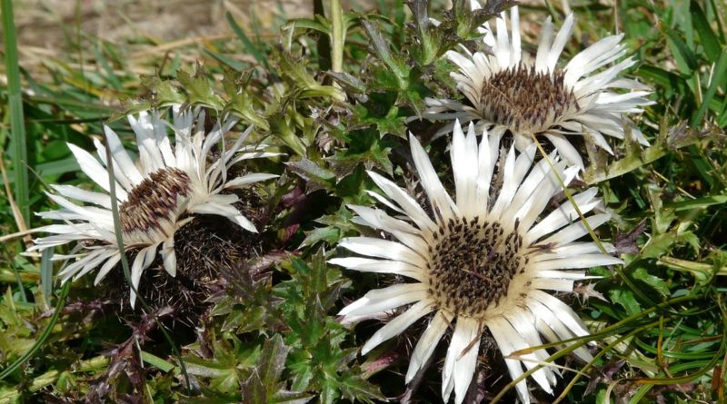 Carlina acaulis